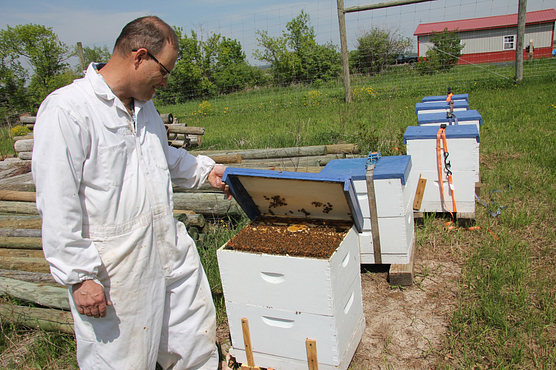 Man in white coveralls inspecting a bee hive in an apiary