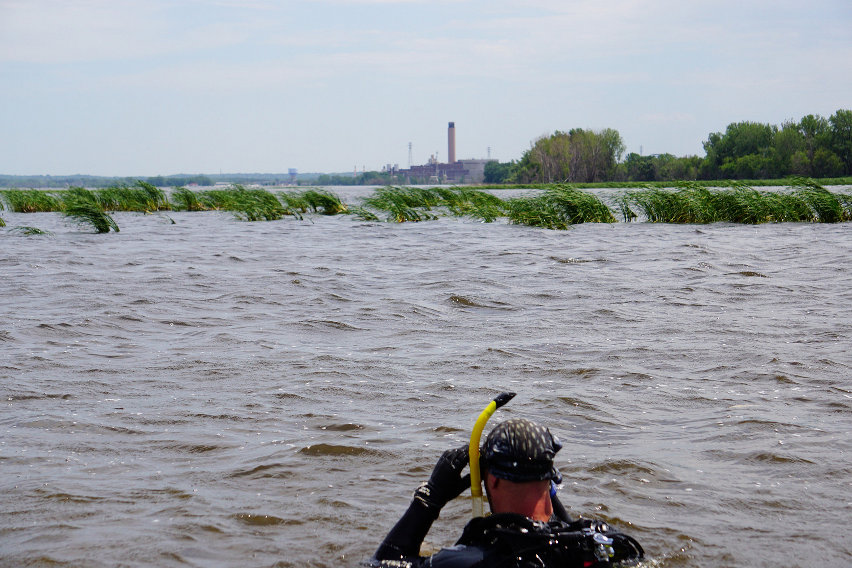 A diver in scuba gear floats on surface of water with aquatic vegetation and power plant in background