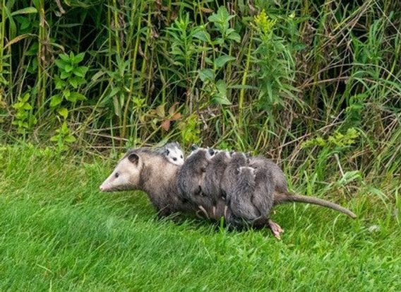 possum with 11 babies on her back