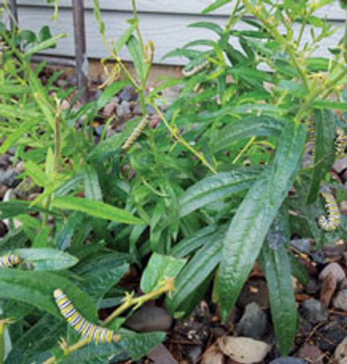 monarch caterpillars on butterfly weed