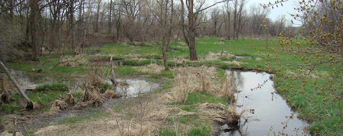 DuckCreek_700x279.jpg