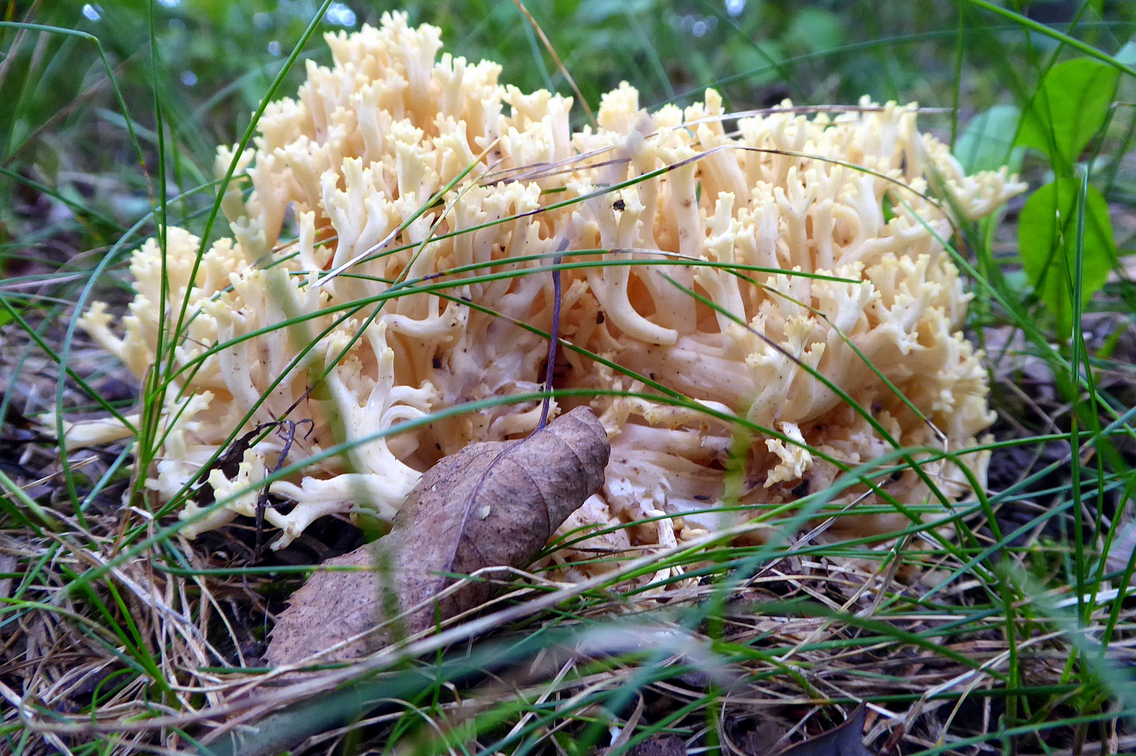 a coral-looking mushroom growing on the ground