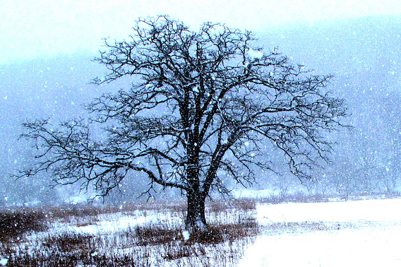 Snow falls on a lone, bare oak tree