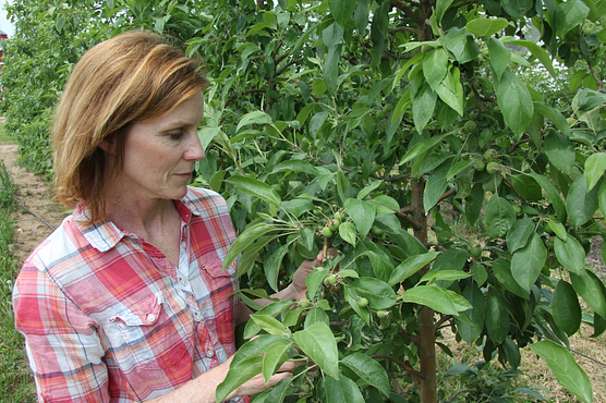 Photo of a woman inspecting apple blossoms in her orchard