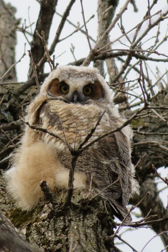 great horned owlet in a tree