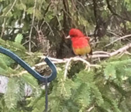 colorful summer tanager at a birdfeeder