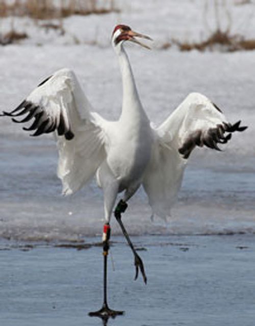 whooping crane with wings spread