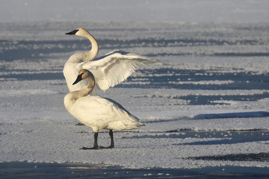 Trumpeter swans near the Fish Hatchery in Woodruff. - Photo credit: DNR