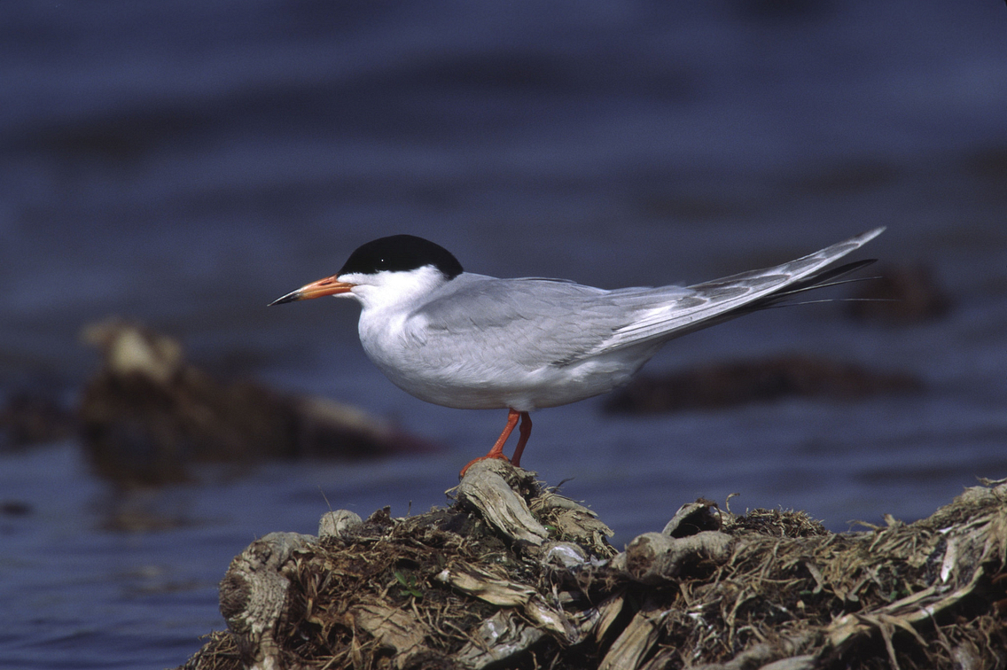 Tern sitting on a rock near water