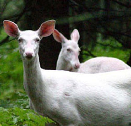 two white deer standing side by side