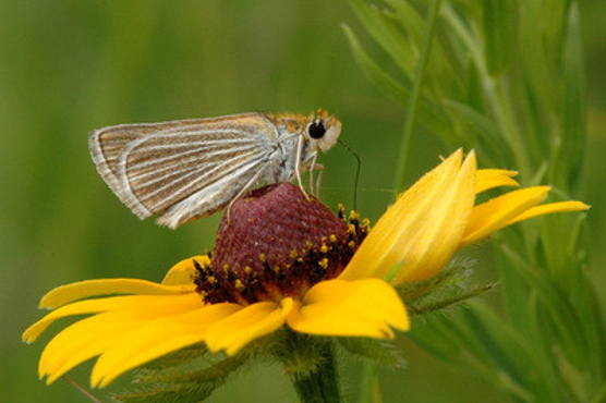 Small, brownish butterfly with white-striped wings sitting on black-eyed susan