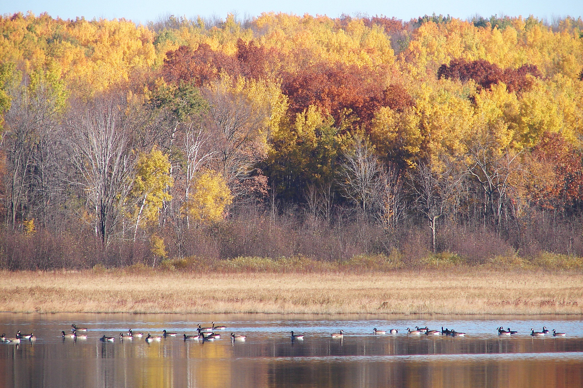 Scenic photo showing marshy area with geese and fall colors