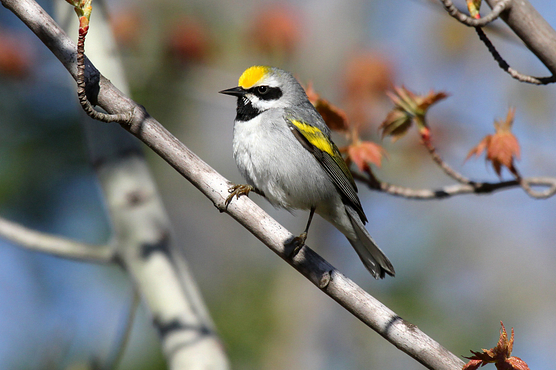 Golden winged warbler perched on a tree branch