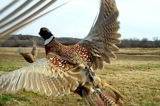Photo of a pheasant flying