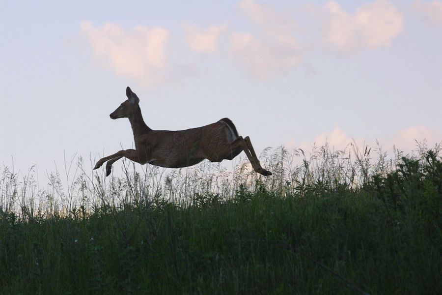 Passionate About Deer Hunting? The DNR Wants To Hear From You ...