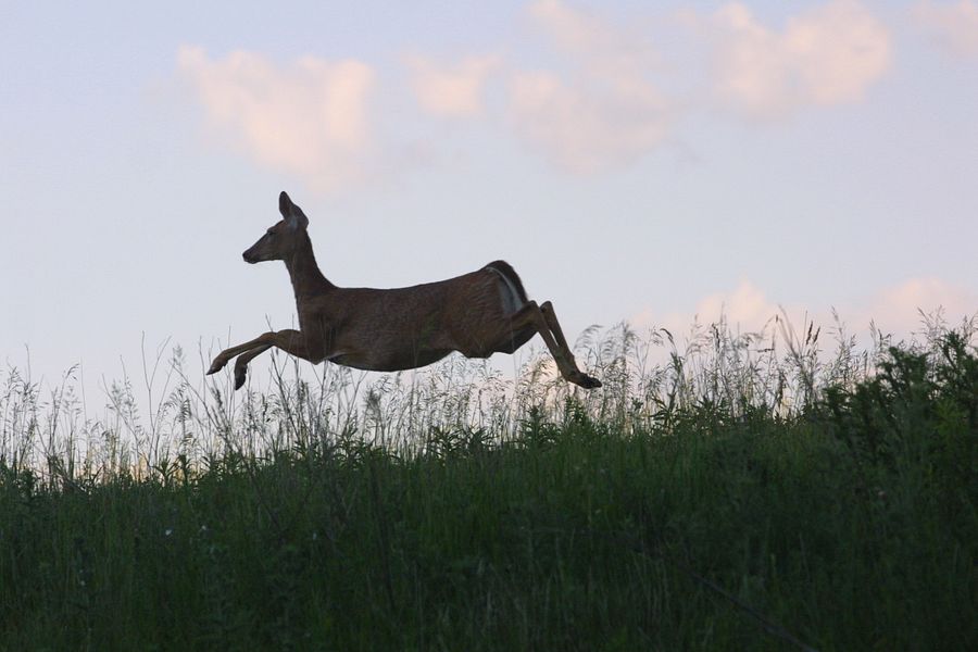 At CDAC meetings participants will review the 2019 deer season results and develop recommendations for the 2020 deer season. - Photo credit: Contributed by Jerry Davis