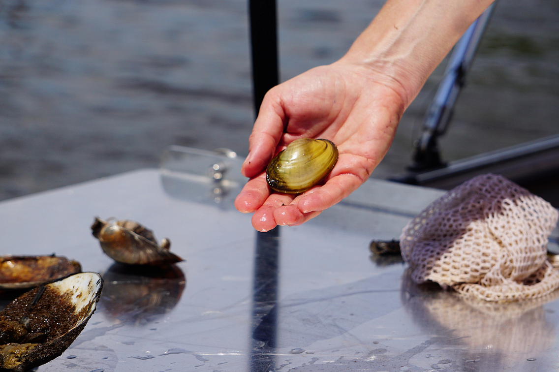 A human hand holding a fatmucket mussel