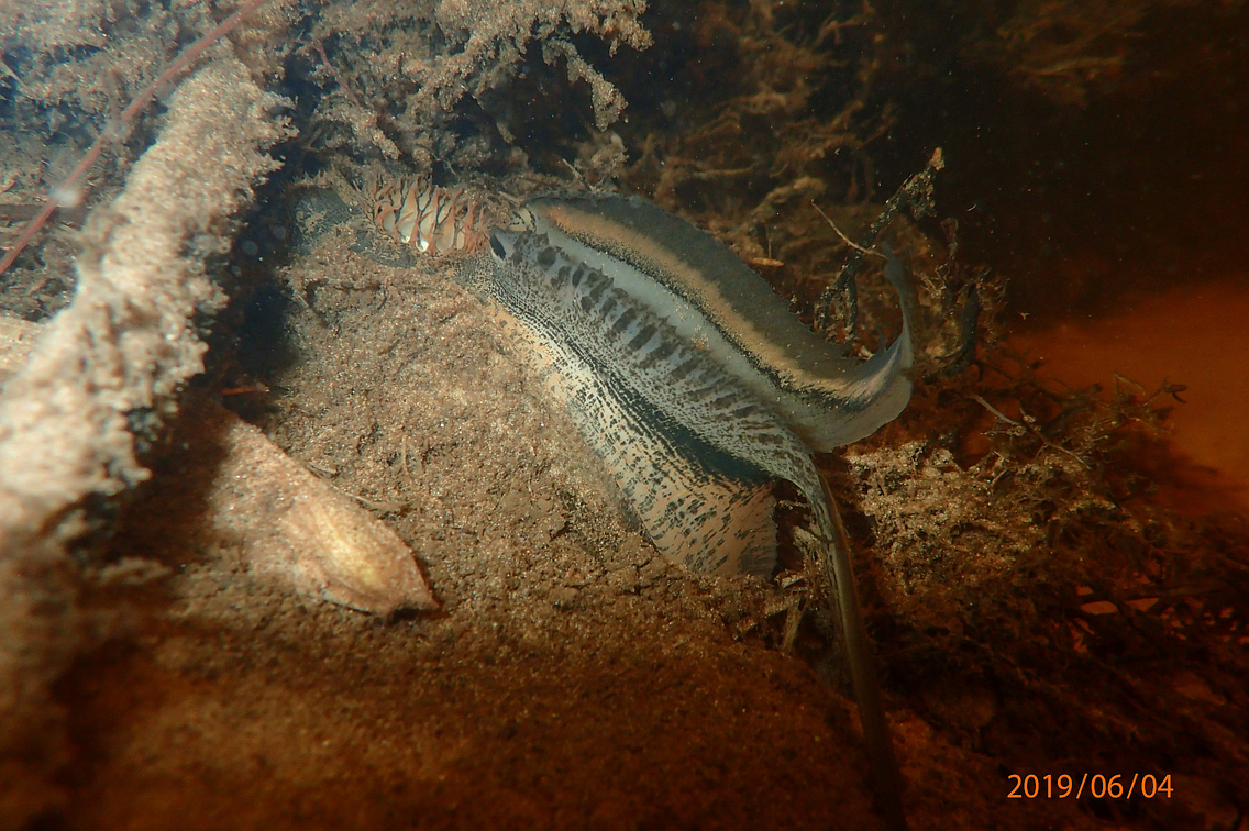 Underwater photo of larval mussel or glochidia