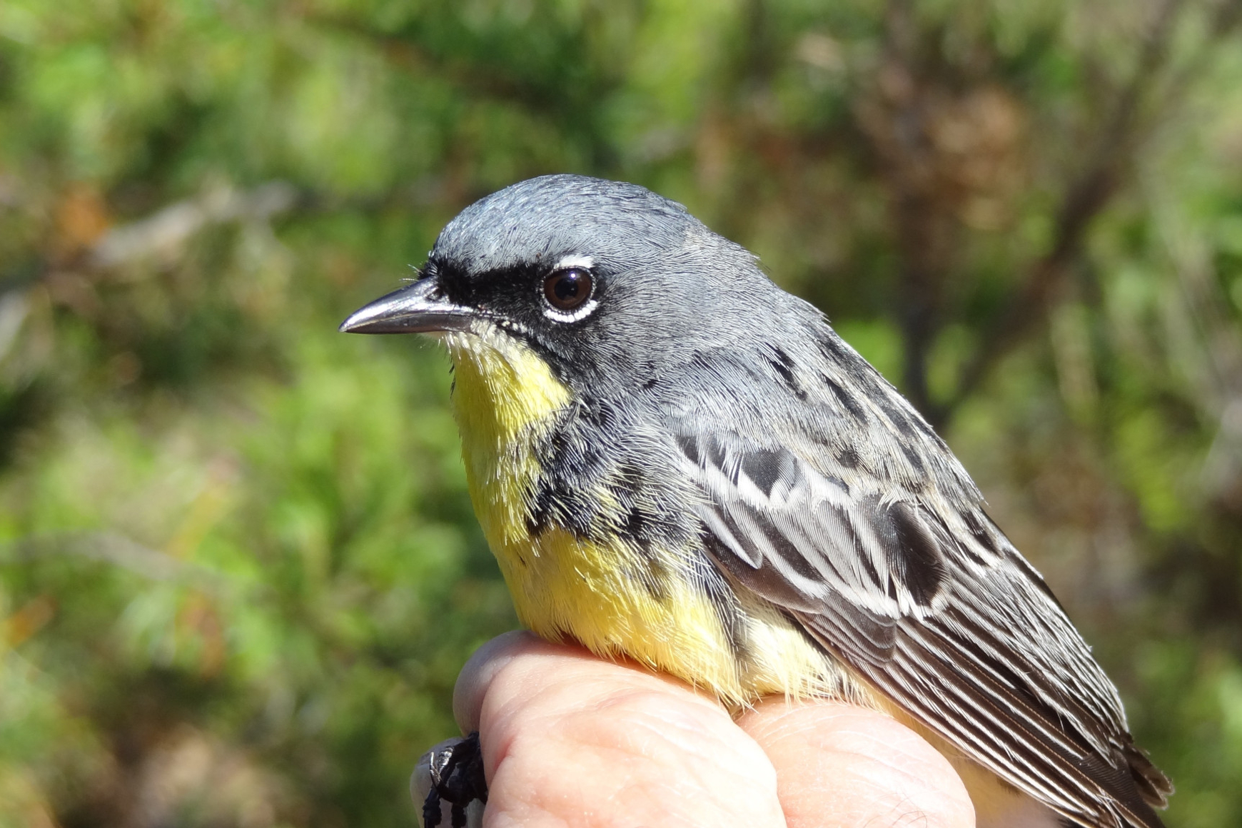 A small grey, yellow-breasted bird held in human hand