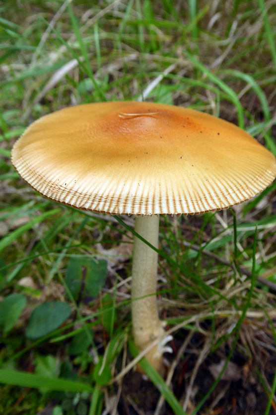Single flat-topped yellow mushroom