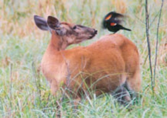 deer with red-winged blackbird on its back