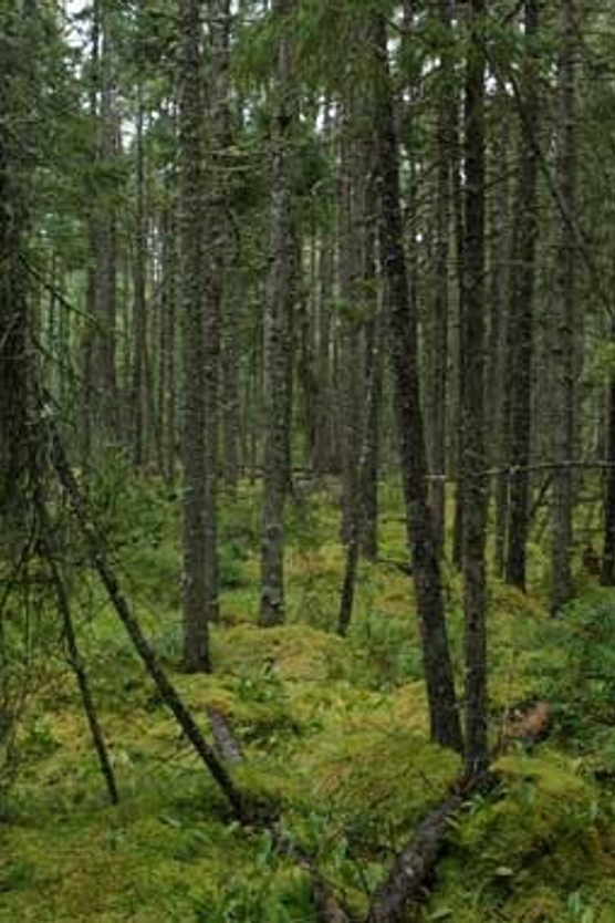 Lush green forest floor with ferns and other understory plants