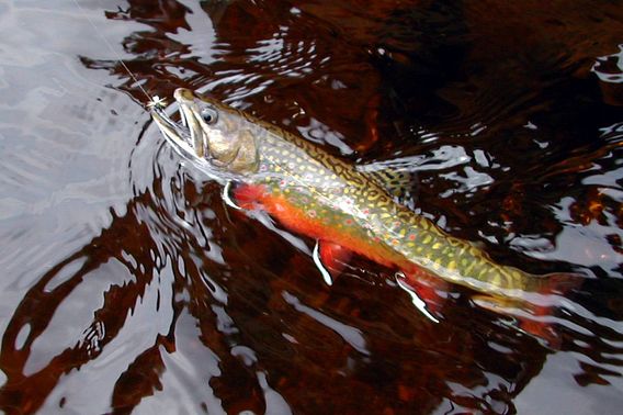 Brook Trout