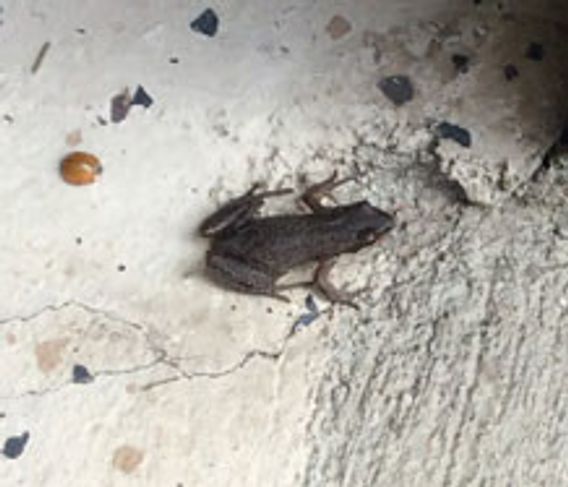 chorus frog on a concrete floor