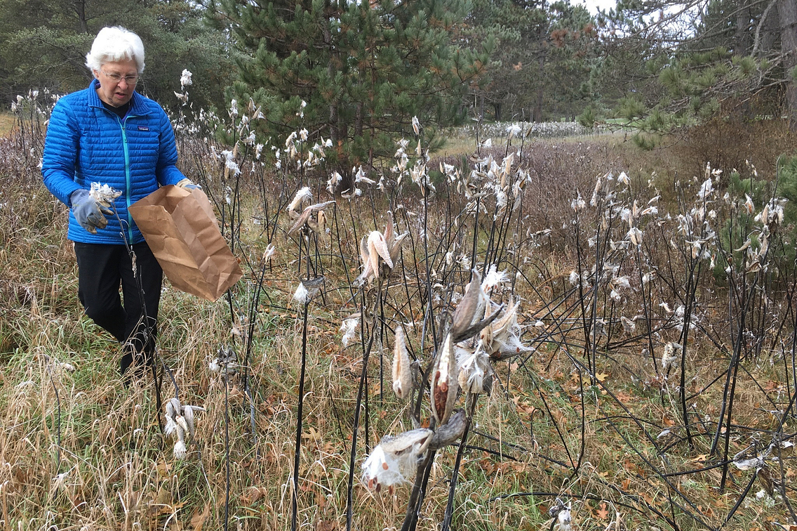 Photo of woman in field collecting milkweed pods and seeds