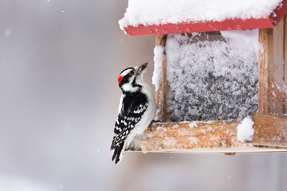 Downy woodpecker perched on a snow-covered feeder