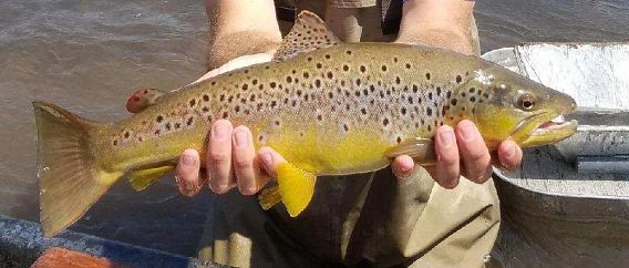 closeup of a trout held in angler's hands