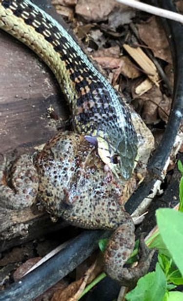 snake eating a toad