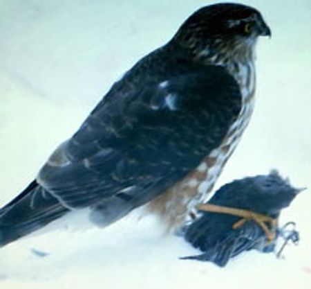 hawk preying on a junco