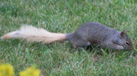 oddly colored squirrel