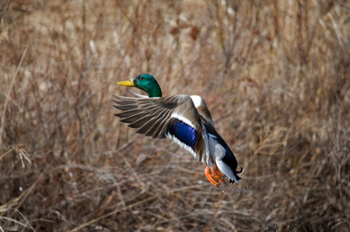 Mallard drake taking flight