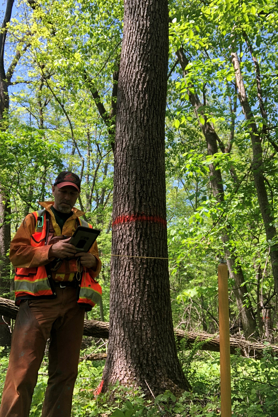 Photo of a DNR forester in the field looking at an iPad