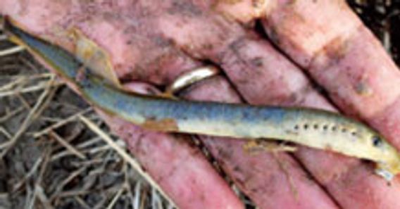 lamprey closeup in man's hand