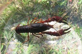 red swamp crayfish