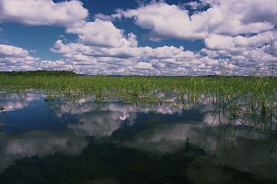 Wild rice pool