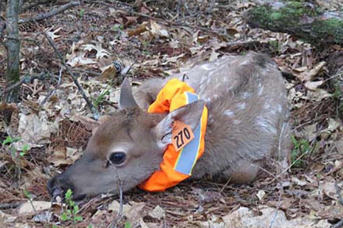 Elk calf with colorful collar lying in bed of leaves