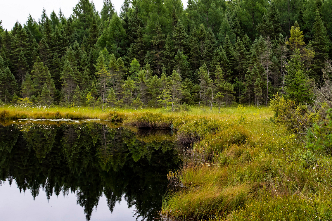 Serene lake surrounded by marsh and evergreen trees