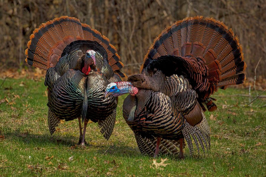 Spring turkey bonus harvest authorizations go on sale March 16. - Photo credit: Contributed