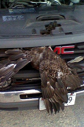 An eagle caught in the grille of a pickup truck