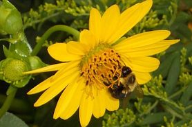 bee on bright yellow flower