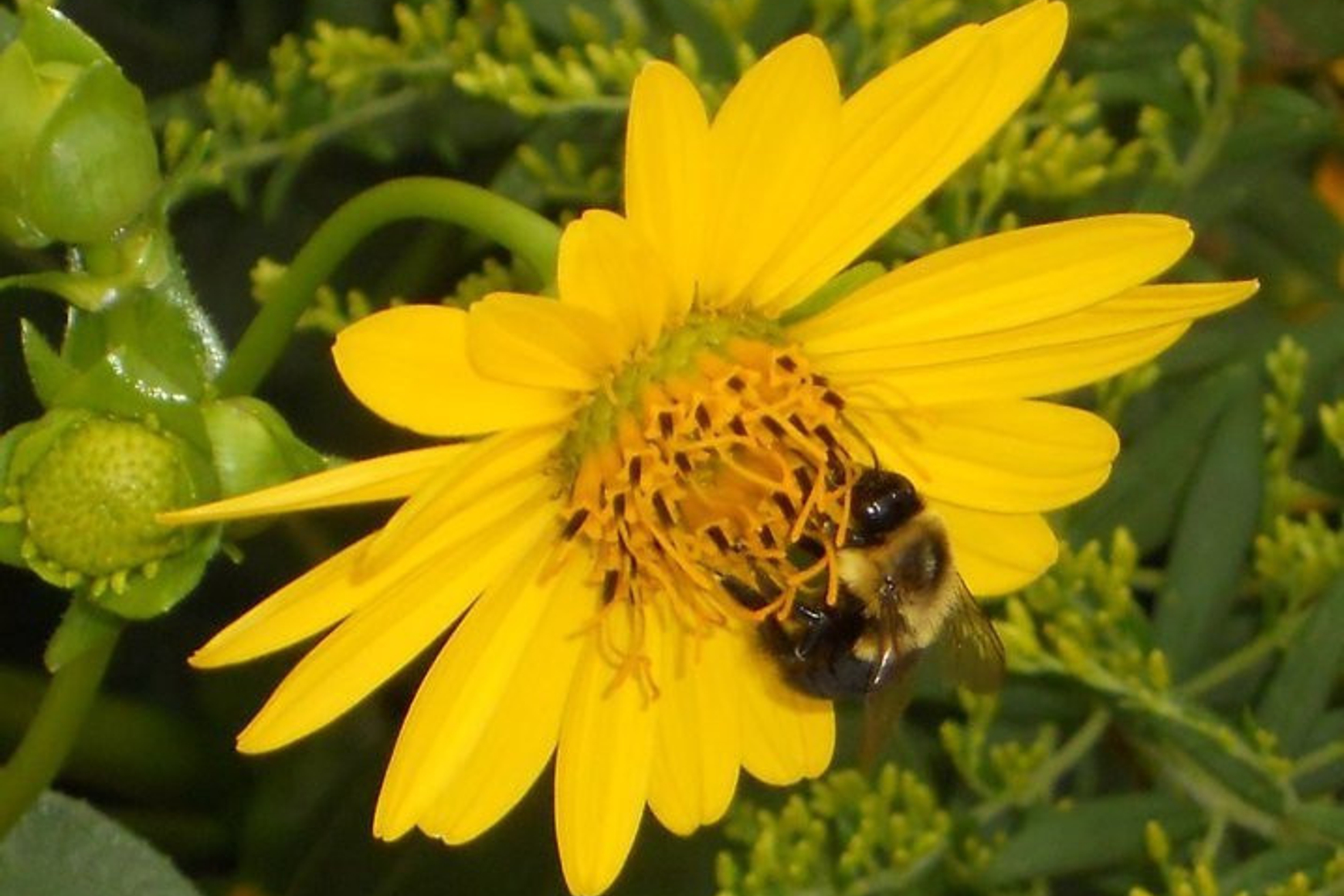 A bee on a yellow, daisy-like flower