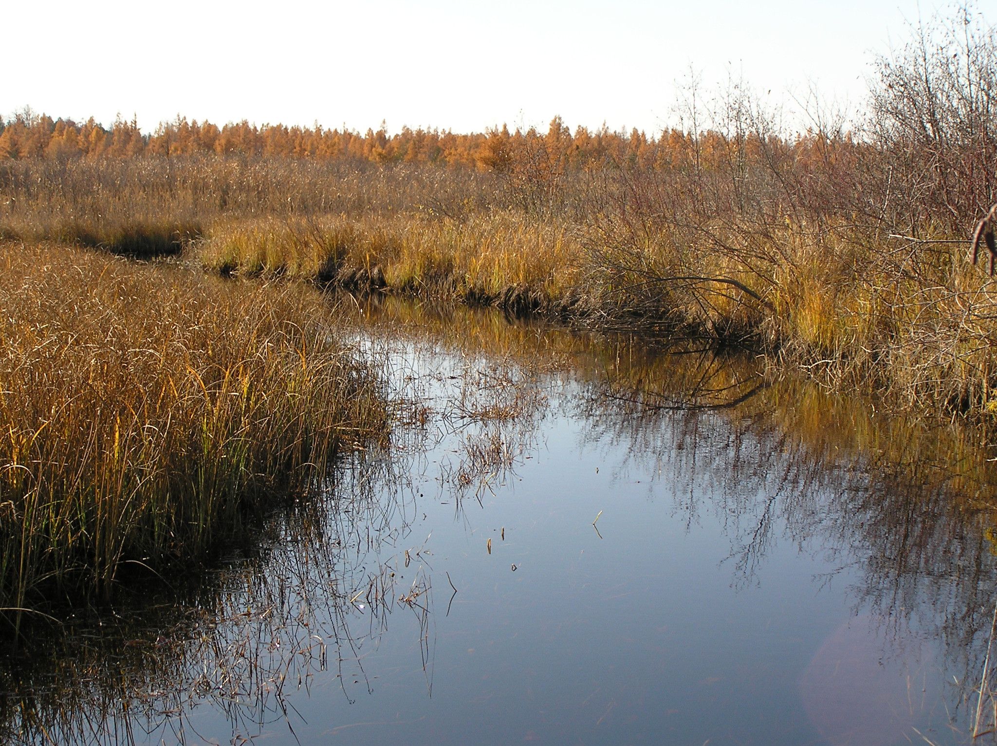 Noq_Wetland_downstream.JPG