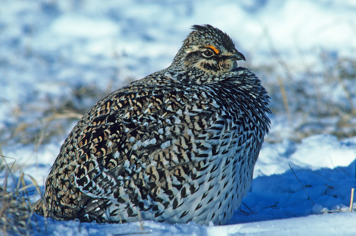 Sharp-tailed-grouse,-female.jpg