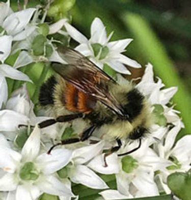 bumble bee on a white flower