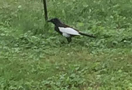 blackbird with some white feathering