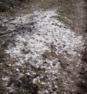 pile of deer fur on ground in the woods